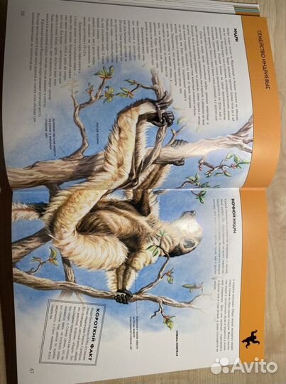 Энциклопедия про животных