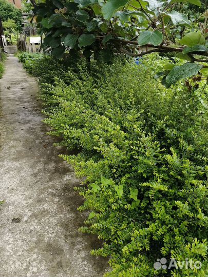 Живая изгородь