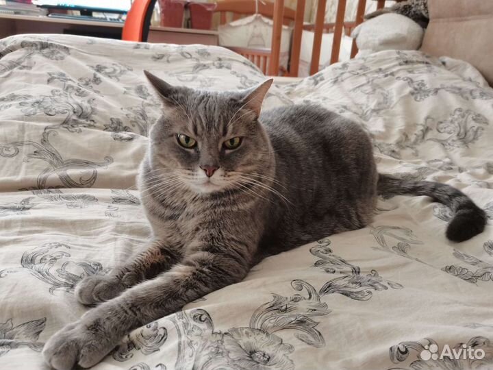 Шотландский прямоухий брутал в добрые руки