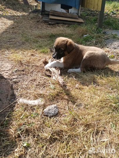 Домашние животные собаки маленькие