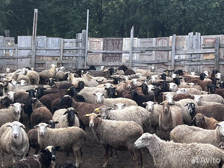 Овцы