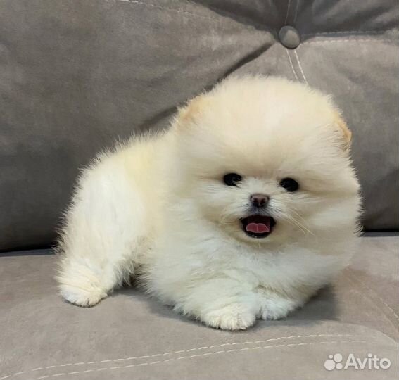 Померанский шпиц микро