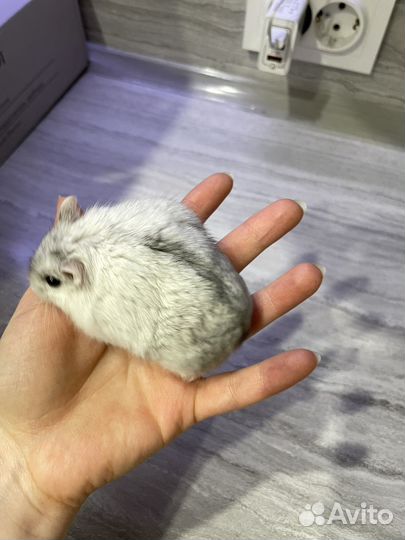Джунгарский хомяк