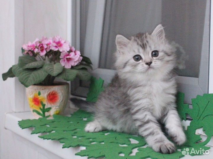 Сибирских малышей
