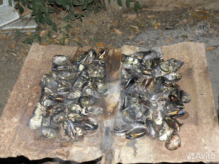 Мидии в раковине для романтического ужина