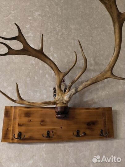 Рога оленя
