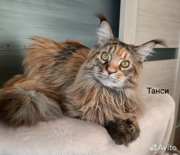 Котята Мейн-кун с документами и вет.паспортом