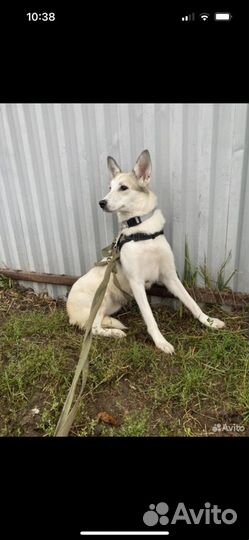 Собака в добрые руки