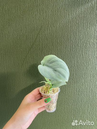 Сциндапсус платинум