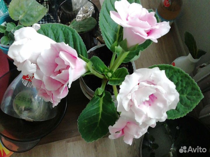 Глоксинии. Детки. Листы