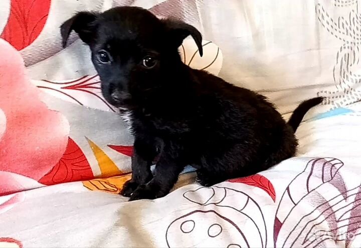 1 кг, 2 месяца, мальчик