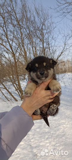 Щенки в дар