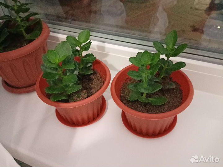 Каланхое красное