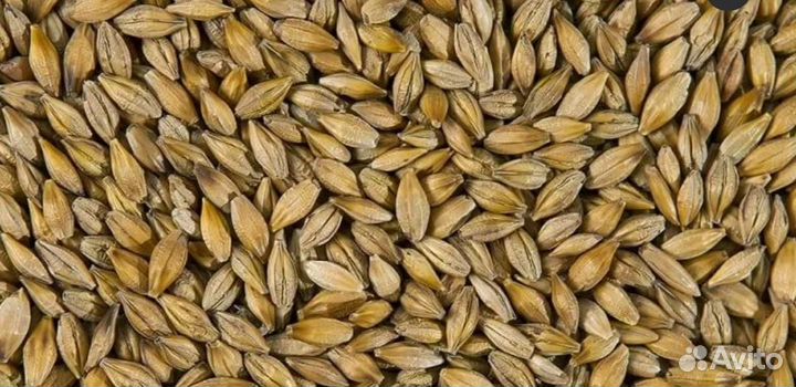 Продам пшеницу