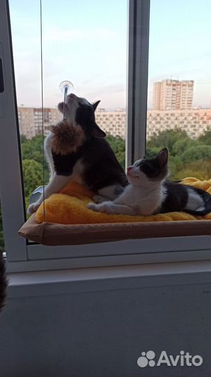 Котята в добрые руки даром