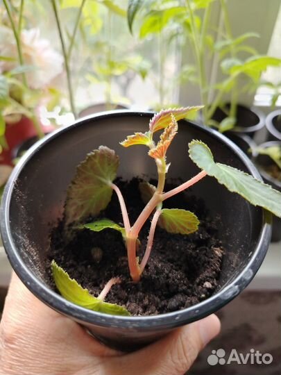 Бегония ампельная белая