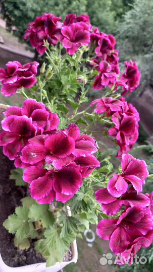 Пеларгония герань королевская