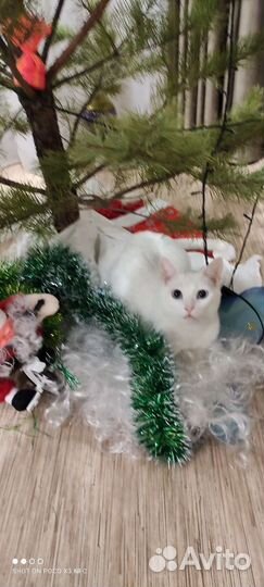 Котята отдам в добрые руки бесплатно