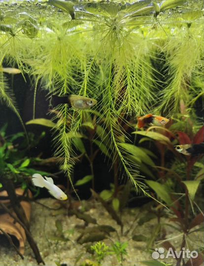 Растение Пистия