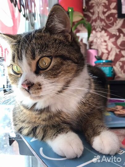 Кошечка в добрые руки