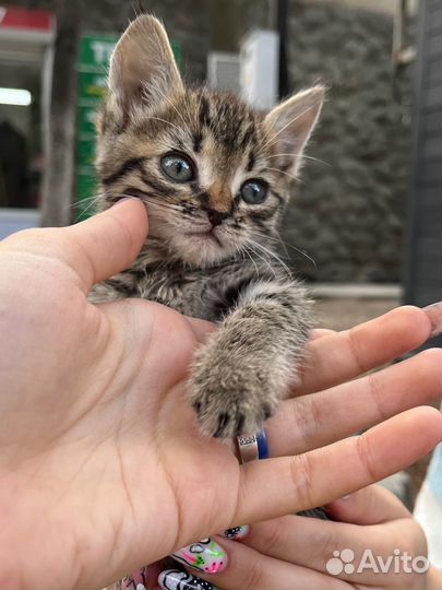 Котята в добрые руки мальчик