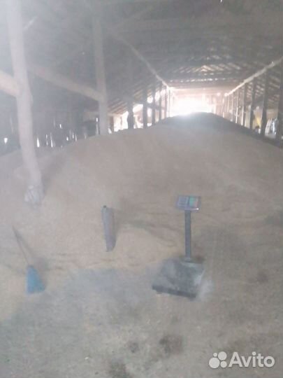 Пшеница, ячмень