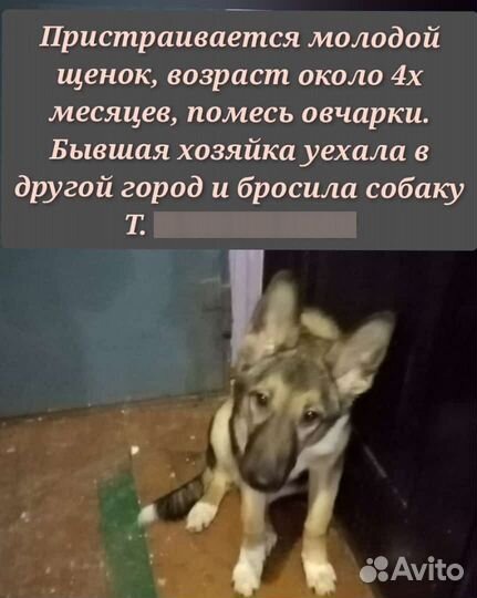 Щеток овчарки