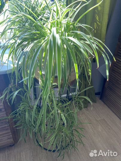 Хлорофитум