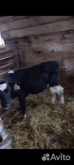 Бычки 1 мес