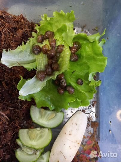 Улитка Ахатина