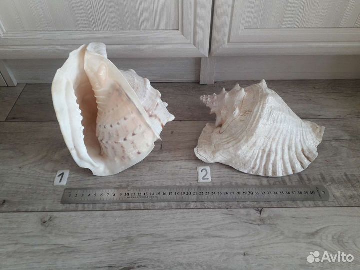 Ракушка большая 23см морская раковина