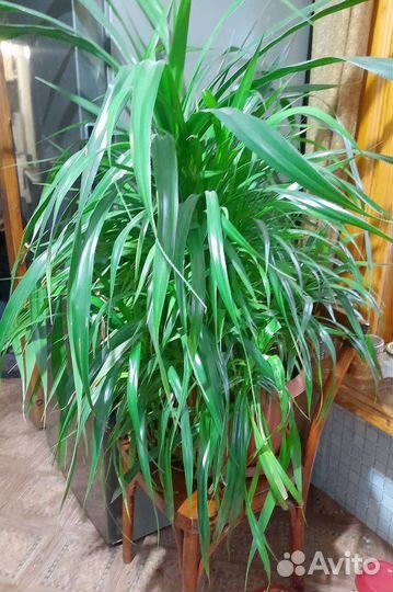 Цветы Растения