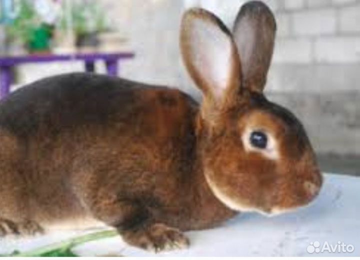 Кролики породы Рекс