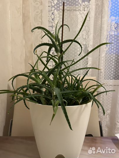 Алоэ столетник