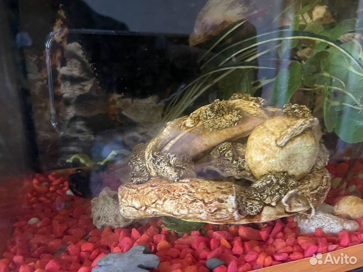 Аквариум с фильтром, рыбками и украшениями