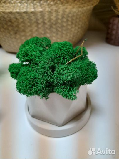 Стабилизированный мох. Панно из мха