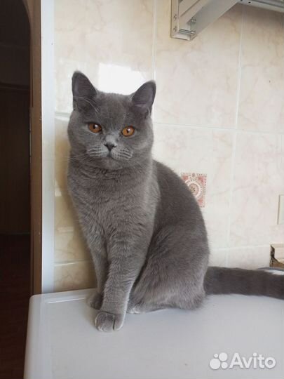 Кошечка в добрые руки