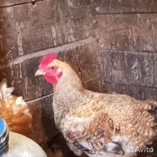 Куры и петухи
