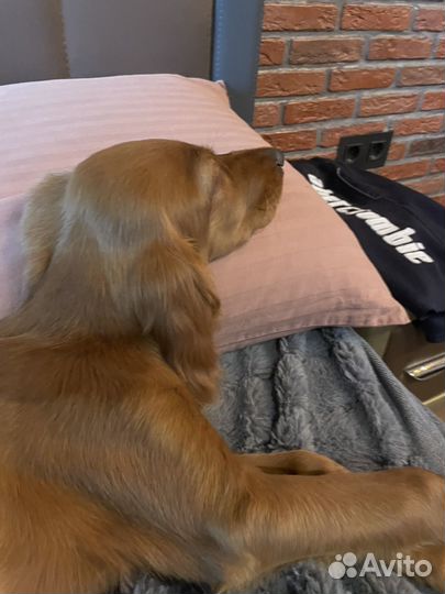 Ирландский сеттер