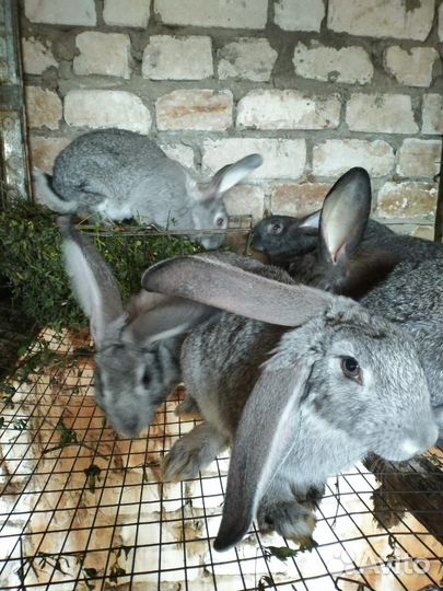 Кролики гибриды