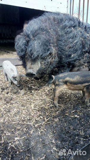 Венгерская мангалица