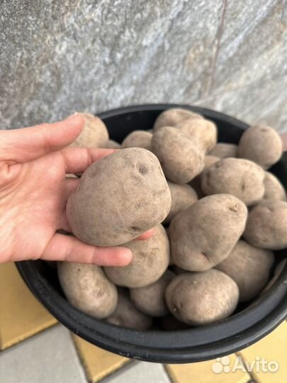 Картофель домашний