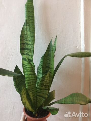 Комнатные растения купить в Воронеже | Товары для дома и дачи | Авито