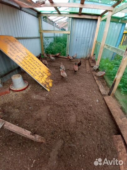 Фазан охотничий