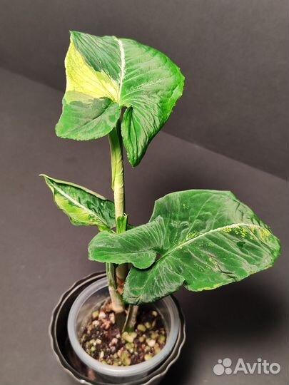 Сингониум яичница