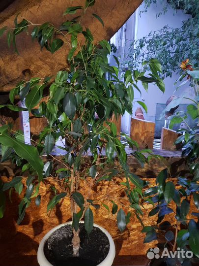 Фикус бенджамина