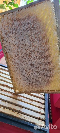 Мед Липа 2023. Соты. Майский. Пыльца