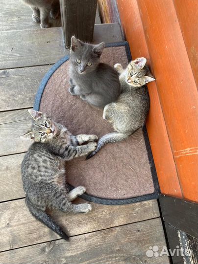 Котята от деревенской кошки-крысоловки
