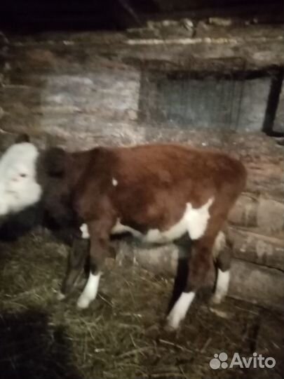 Телята бычки