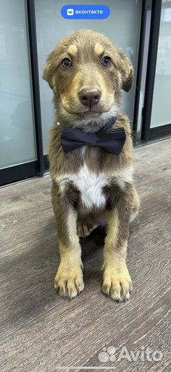 Щенки в добрые руки даром